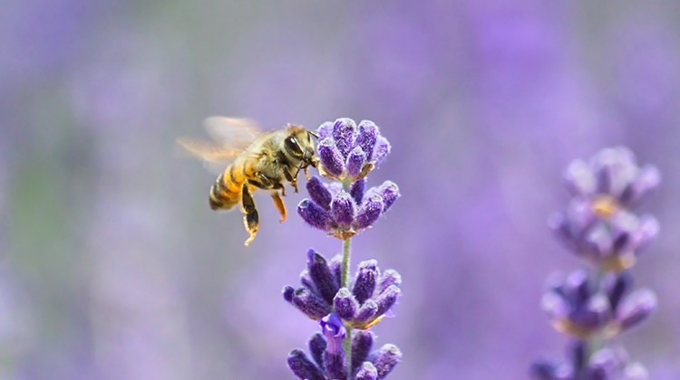 Biene bei Lavendel © Getty Images