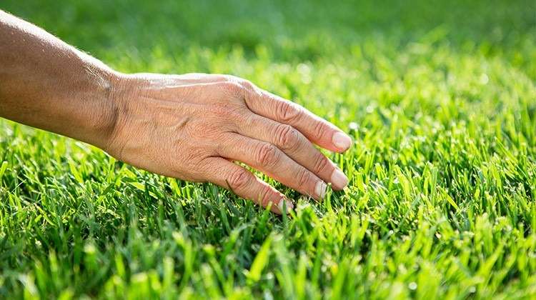 Hand streicht über Rasen