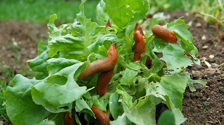 Nacktschnecken im Salatbeet © Getty Images