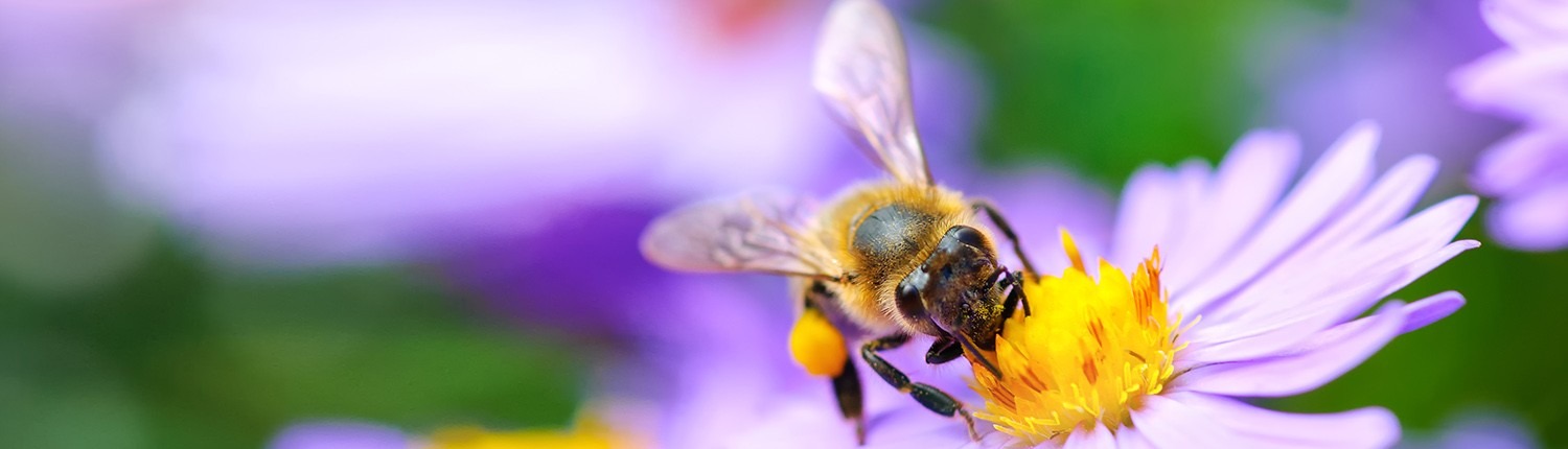 Nützling Biene im Garten