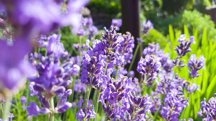 Lavendel im Garten © GettyImages