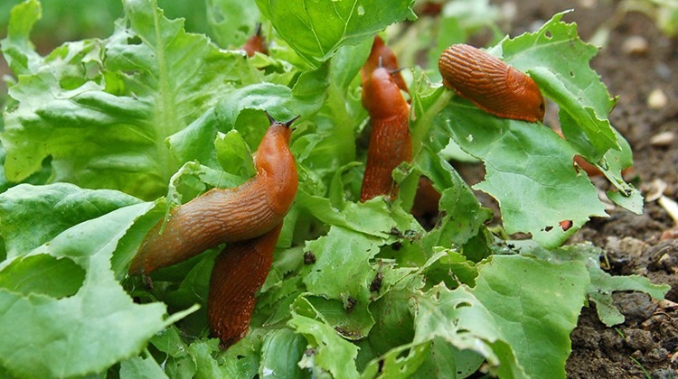 Nacktschnecken im Gemüsebeet © GettyImages
