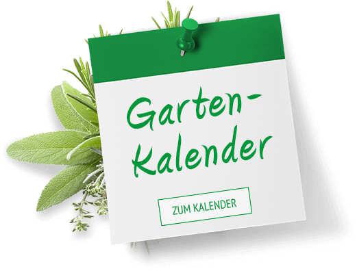 Gartenkalender Kräuter