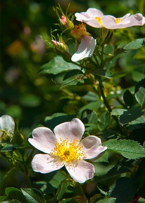 Rosa wilde Hundsrose ist eine Hagebutten Pflanze © GettyImages