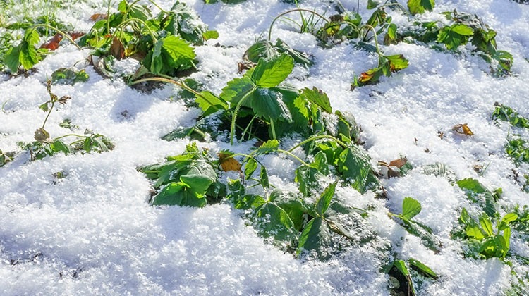 Erdbeerpflanzen unter einer Schneedecke - © GettyImages