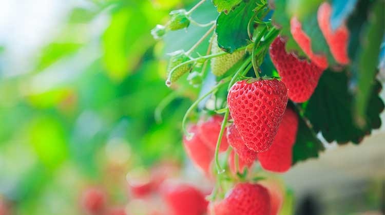 Reife Erdbeeren im Garten © GettyImages