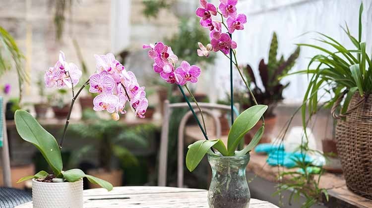 Orchideen auf einem Tisch © GettyImages