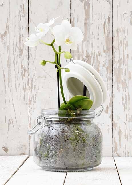Orchidee im Glas © GettyImages