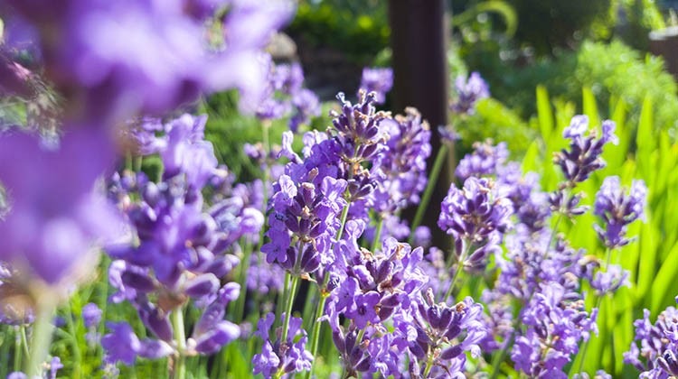 Lavendel © GettyImages