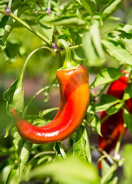 Paprika - Anbau im Klimawandel