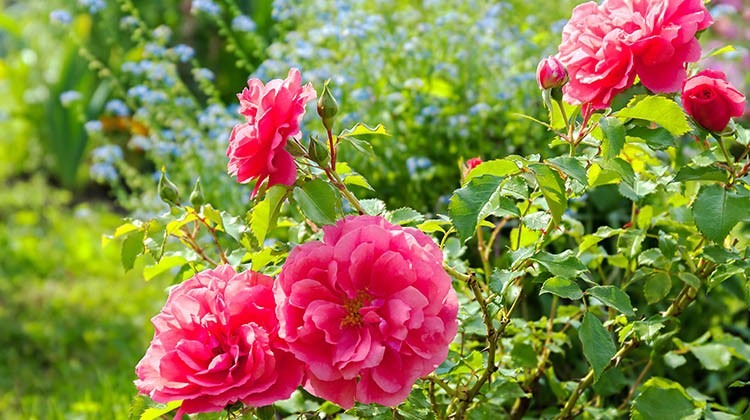 Rosen vertragen Hitze gut © GettyImages