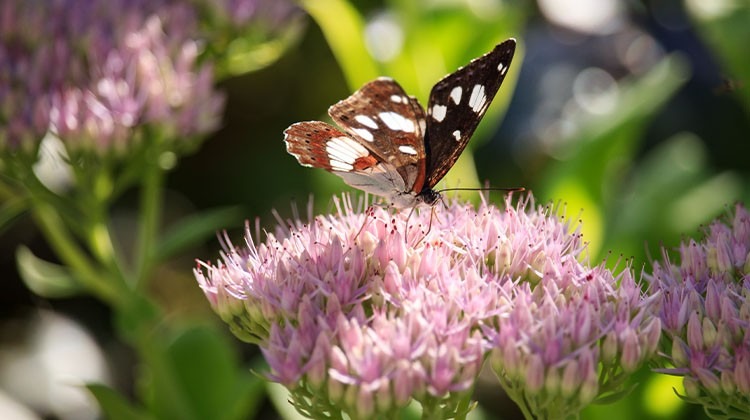 Schmetterling auf Fette Henne im Garten © GettyImages
