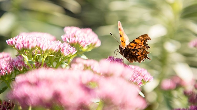 Schmetterling im Garten