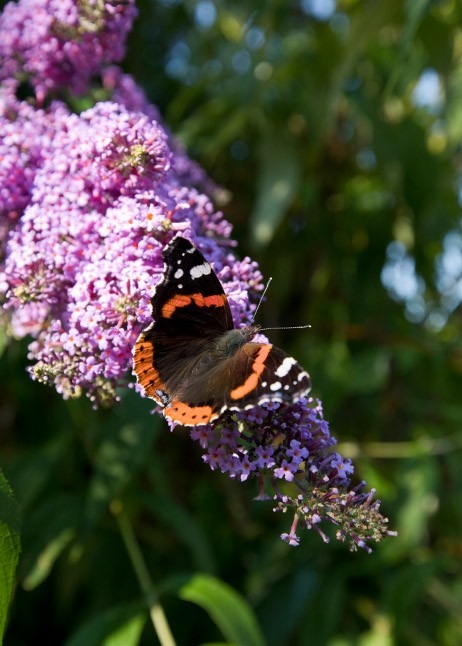 Schmetterling auf Sommerflieder im Garten © GettyImages