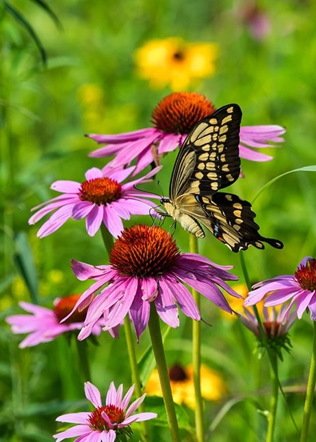 Schmetterling auf Sonnenhut im Garten © GettyImages
