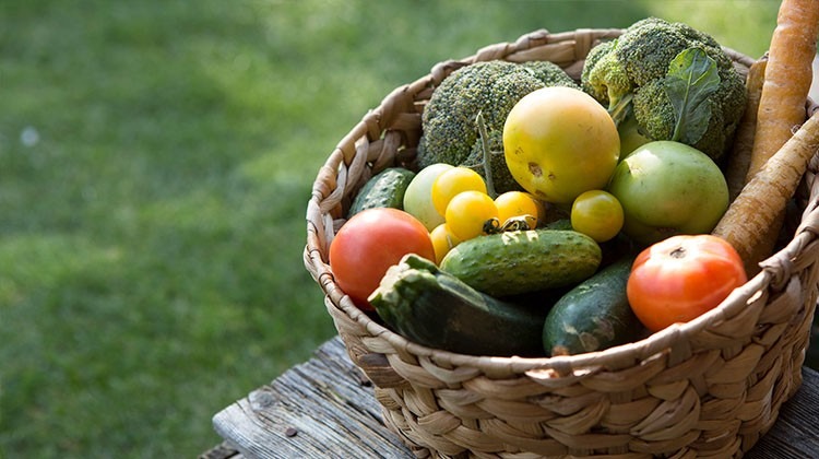 Obst- und Gemüseernte - Gemüsekorb