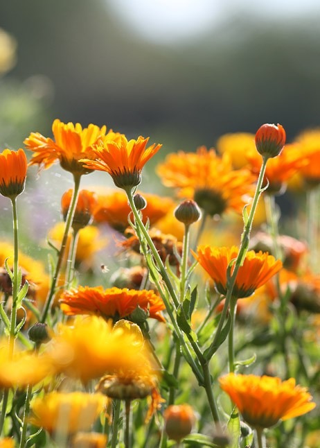 Essbare Blüte, Ringelblume © GettyImages