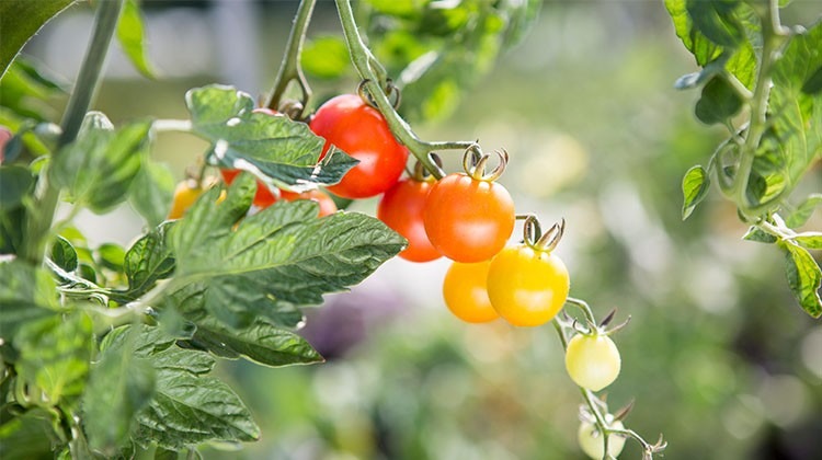 Obst- und Gemüseernte - Rispentomate